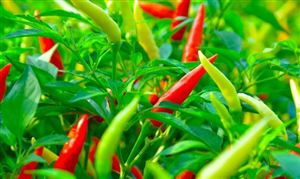 CQ9电子中国通信设备行业全景调研 通信设备制造商开始将事业重心转向国内(图7)