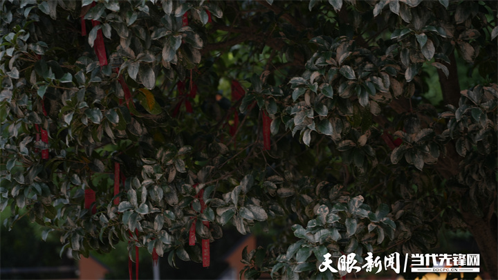 天眼关CQ9电子注｜洪峰中托起的高考梦(图13)