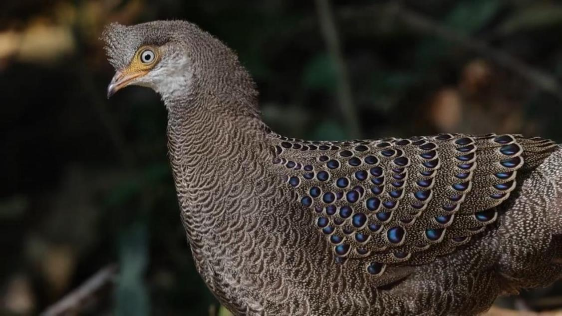 CQ9电子彩云之南 向新而行 数智技术绘就边疆发展新图景(图6)